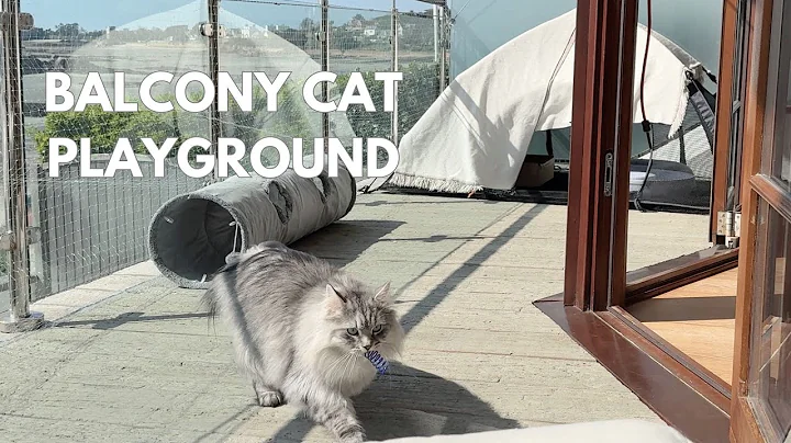 Video 11179111: siberian forest cat, beautiful forest cat, cat outdoor, pets love, cat fun