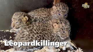 Sjælden leopard har fået killinger