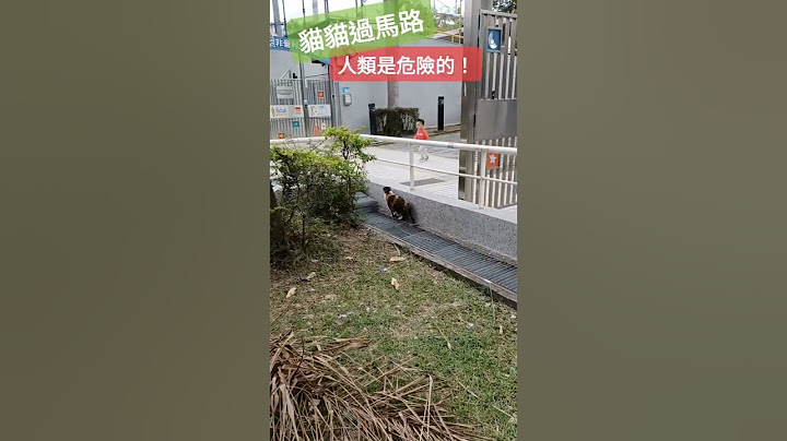 貓貓過馬路，人類是危險的！ #Cat #貓星人 #shorts