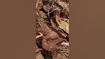 Rắn lục mũi lá - rất giống lá cây khô | @thegioiran