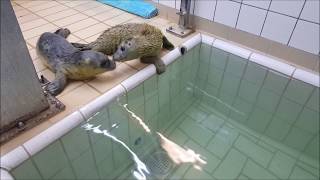 Cookie and Elmo take their first swim together