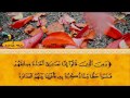 ETHIODURUS Quran Amharic Tr AL MAEDA 1 54 ETHIODURUS Quran Amharic Tr AL MAEDA 1 54