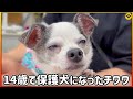 14歳で保護犬になったチワワ銀丸を紹介します