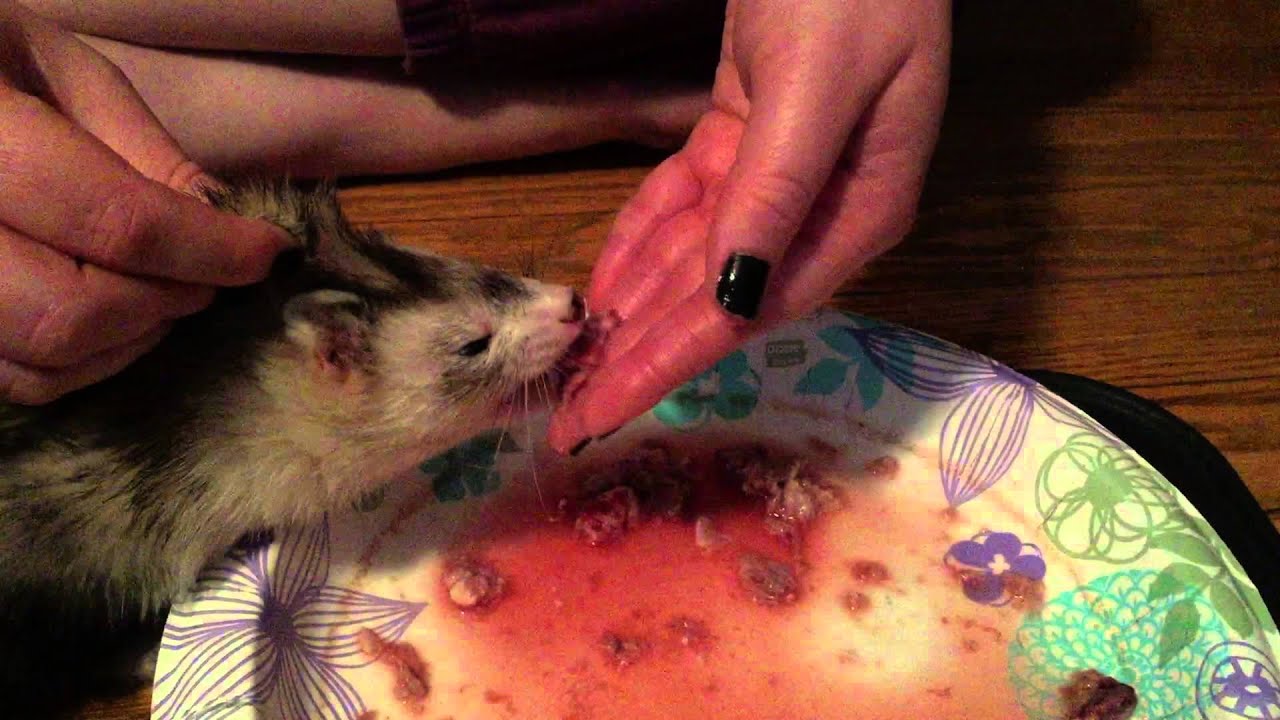 Scruffing A Rabbit Ferret eating rabbit grind and some Scruffing - YouTube
