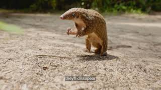 Ali Baba Explains The Importance Of Protecting Pangolins Wild Africa