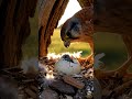 America's Smallest Falcon Hatches