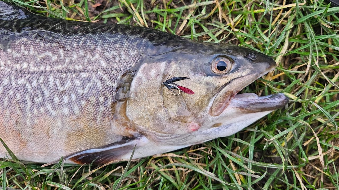 Рыбалка нахлыстом в Великобритании | Зимняя тактика | Приманки для мальков | Приманки против трад...