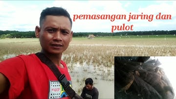 Belibis kuning pikat jaring dan pulot pikat suara burung sawah dan rawa suara belibis alis kuning