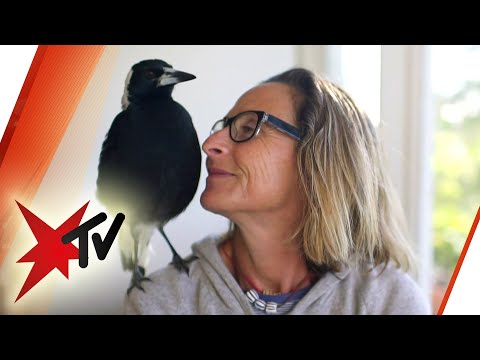 Video: Weshalb trauert der Vogel?