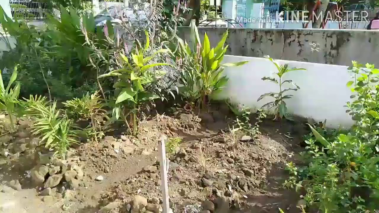 Tanaman obat #puskesmaskebakkramat2 #yuyunbekamkaranganyar 081548301430