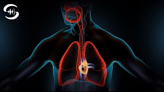 Lunge reinigen Frequenz - Atemwegserkrankungen heilen (heilende Frequenzen) ♫83