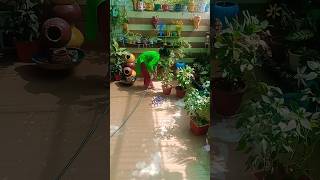🙋♀️आज तो garden की सफाई हो गई👍#houseplants #indoorplants #gardening #subscribe 🤗✨❤🙏🙏