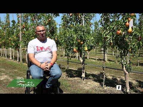 #არტიშოკი