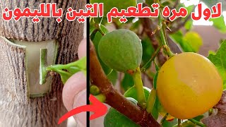 لاول مره تطعيم شجره التين بالليمون فى شجره واحده تين+ليمون  Grafting a lemon on a fig