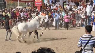 horse dance marwadi ।। jasra horse show 2020