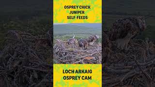 🦅 Osprey chick Juniper Self-Feeds while sibling Amber watches