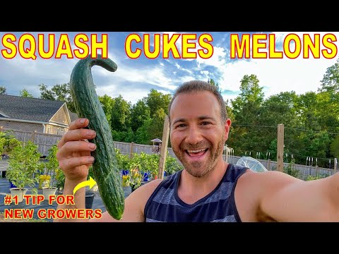 Vídeo: O que é uma melancia Buttercup: dicas para cultivar melancias Buttercup - jardinagem know how