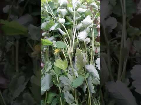 Video: Forțarea Plantelor Vegetale Iarna