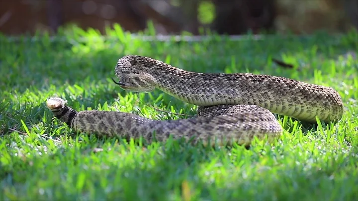 RATTLESNAKE STRIKES GOPRO! | The Australian Reptile Park