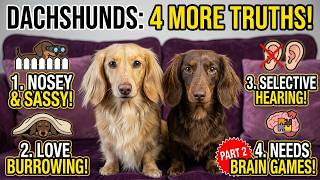 Don't Get a Miniature Dachshund Until You Watch This!