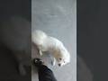 #shorts #birds #petvlog #pets #aseelmurga #dailyvlog #dog #doggie #petdog #animals #trending #viral