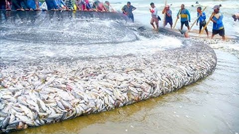 😱😮 Unbelievable !! Amazing Seine net Full process video - %100% Sure you never see that before Wow 
