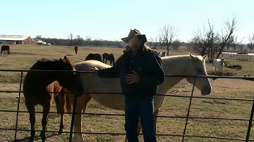 Herd of Horses and sleeping ! stall13.com videos