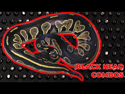 10 Black Head Combos