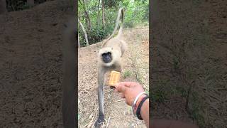 “Hanuman Ji Ka Pyara Langur Biscuit Khate Hue | Cute Monkey Feeding Video 🐒🙏”