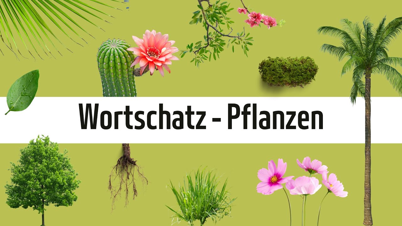 Learn German: Plants | Deutsch lernen - Wortschatz: Pflanzen