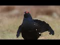 WILD HUNTERS | Scotland's Top Predators | 4K