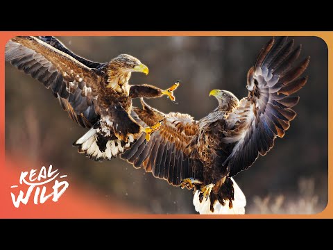 WILD HUNTERS | Scotland's Top Predators | 4K documentary thumbnail