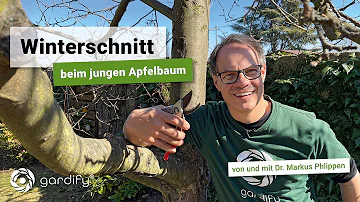 Wie wird ein junger Apfelbaum geschnitten?