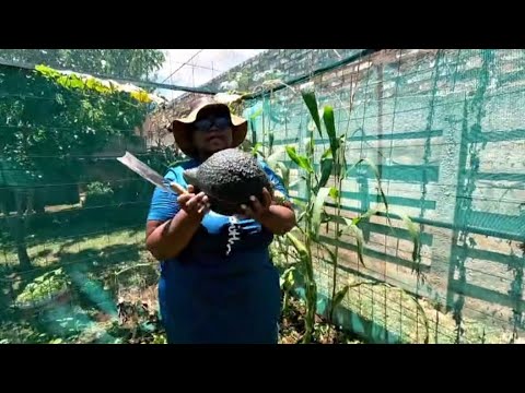 Harvesting Fresh Veggies From My Garden || Cooking And Roasting Corn