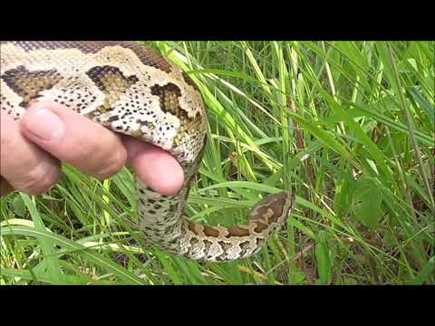 Juvenile Southern African Python - 07 March 2019