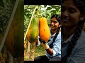How Papaya Communicates With Your Gut Microbiome l