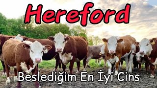 Hereford Sığırlarının Özellikleri Nelerdir? vücut yapısı buzagı verimi süt miktarı Resimi