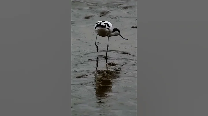 The best bird song || Singing nightingale  || #shorts #birds #viral #2022