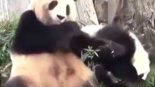 Sürpriz Sonlu Panda