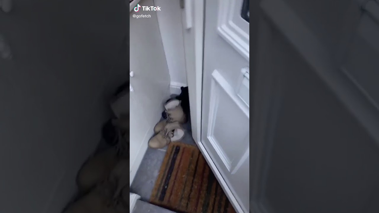 Been a long day time to see my fluffy dog