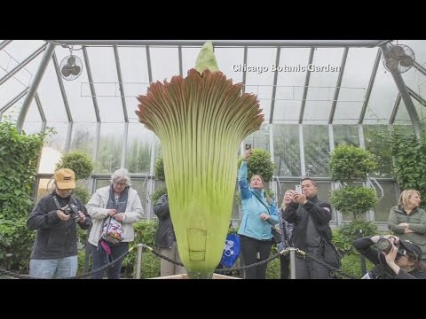 Video: ¿Las flores de los cadáveres apestan?