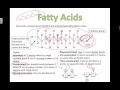 Types of Fatty Acids (2016) IB Biology