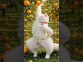 White cute cat dance #dogdance #cat dance #cat#dancing video #viralvideo