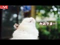 【6/9(火)朝LIVE】『朝からハッピー!おはごわす🌻けいきち&ままきち』みんな、おじゃったもんせ.Welcome.Have a peaceful day!