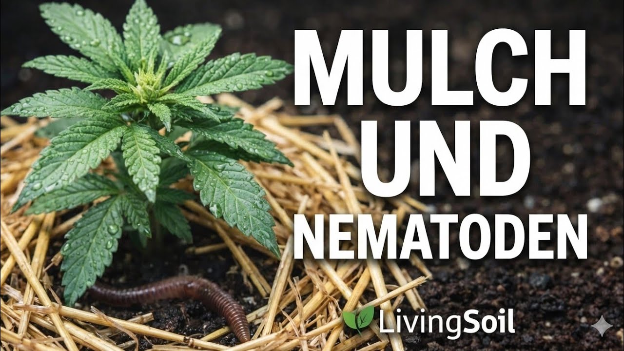 Ein Bett im Kornfeld 