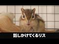 【シマリス】リスの日に話しかけられた