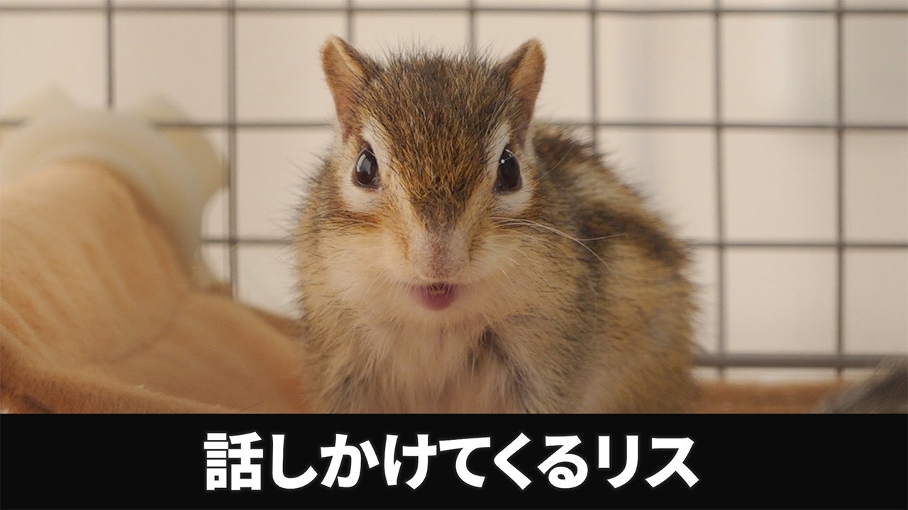 Chipmunk] Spoken to on Squirrel Day - YouTube