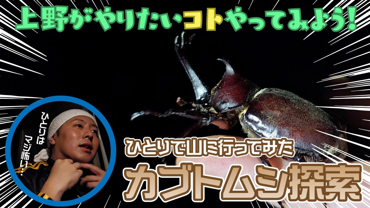 山にひとりでカブトムシ探索 - YouTube