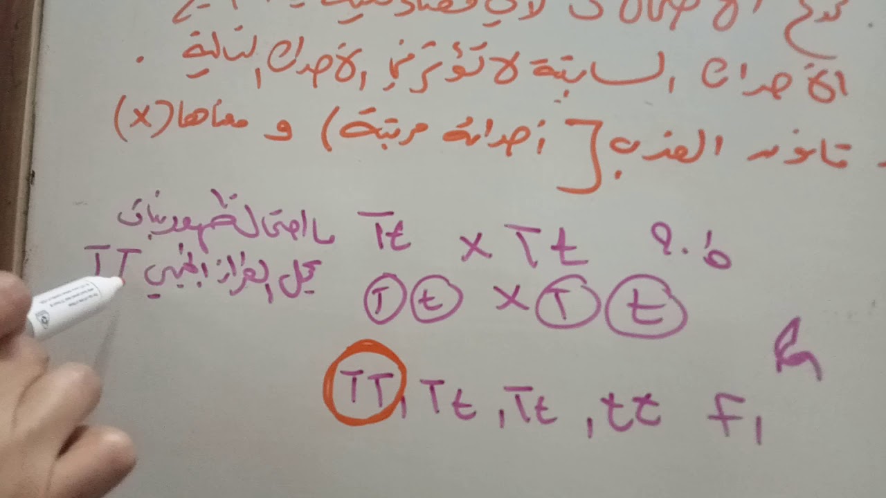 شرح درس الاحتمالات في الوراثة