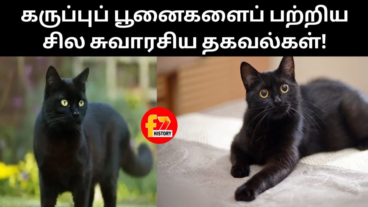 கருப்புப் பூனைகளைப் பற்றிய சில சுவாரசிய தகவல்கள்!